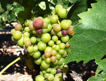 Veraison