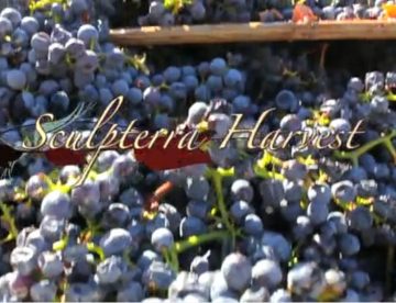 Sculpterra Harvest 2012