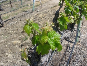 Bud break Cass Vineyard Cab Franc