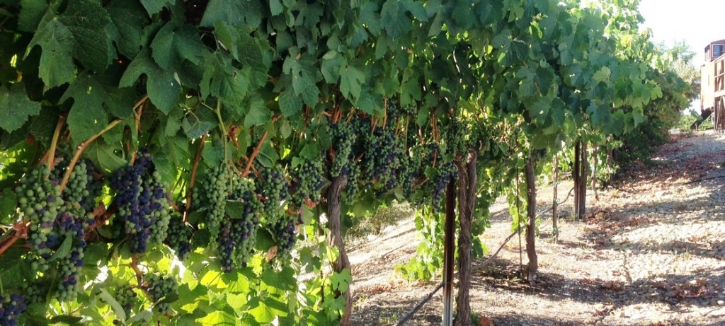 Veraison of the Touriga Nacional at Pomar Junction in Paso Robles, CA  2013