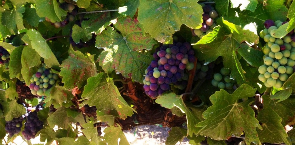 Veraison in Paso Robles 2013 - Pomar Junction Winery