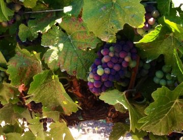 Veraison in Paso Robles 2013 - Pomar Junction Winery