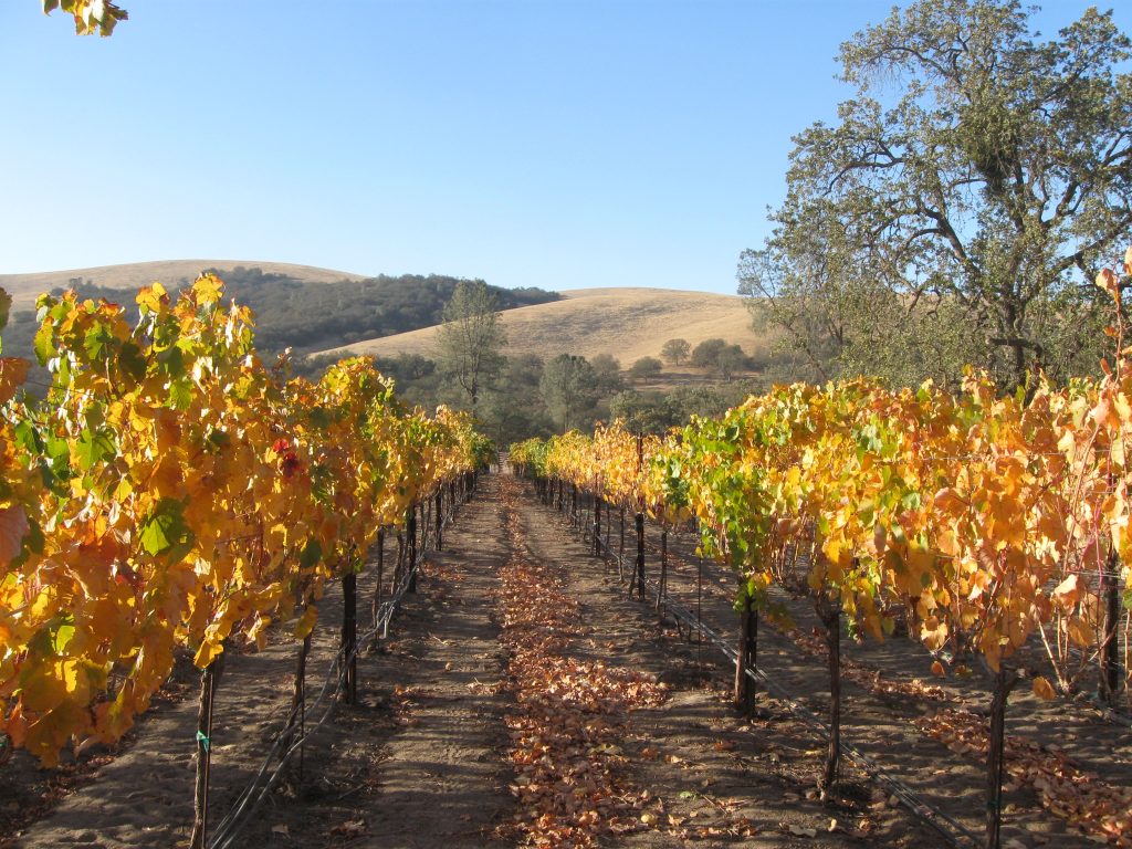 the fall vineyard at Shadow Run Vineyard, Paso Robles