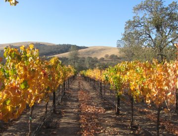 the fall vineyard at Shadow Run Vineyard, Paso Robles