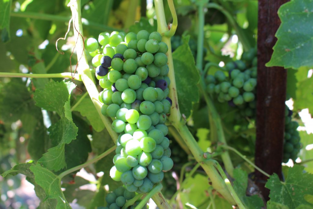 early veraison at Rails Nap - Paso Robles