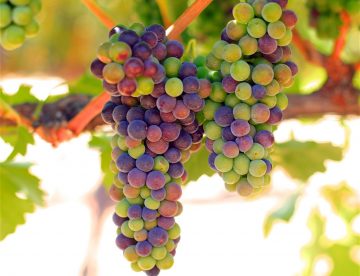 Veraison at Sculpterra Winery