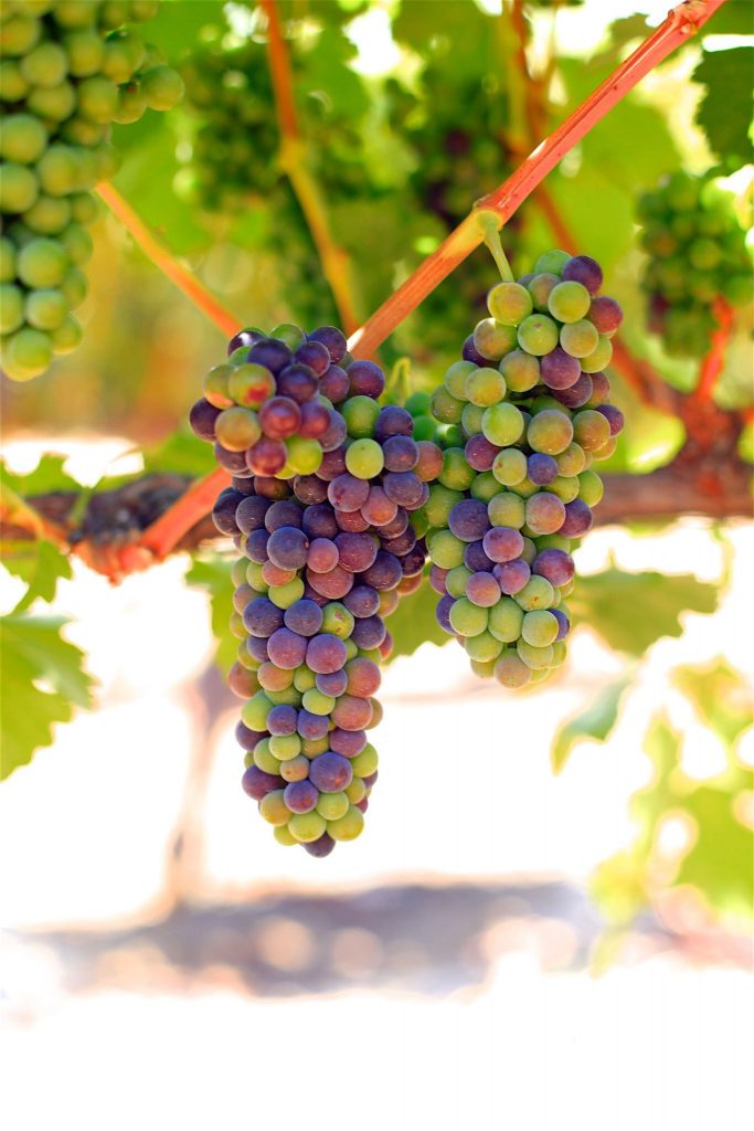 veraison at Sculpterra Vineyards & Winery - Paso Robles