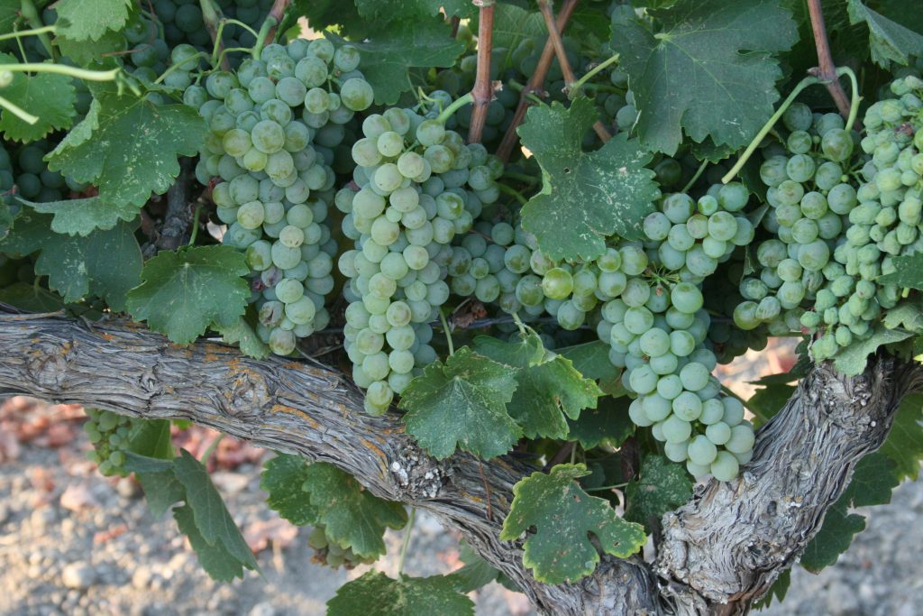 Viognier