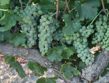 viognier