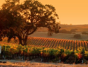 Grenache vineyard at Cass Winery in Paso Robles California