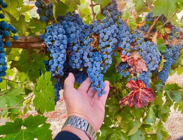 Merlot grapes in Paso Robles