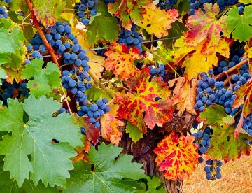 Fall color in the vineyard