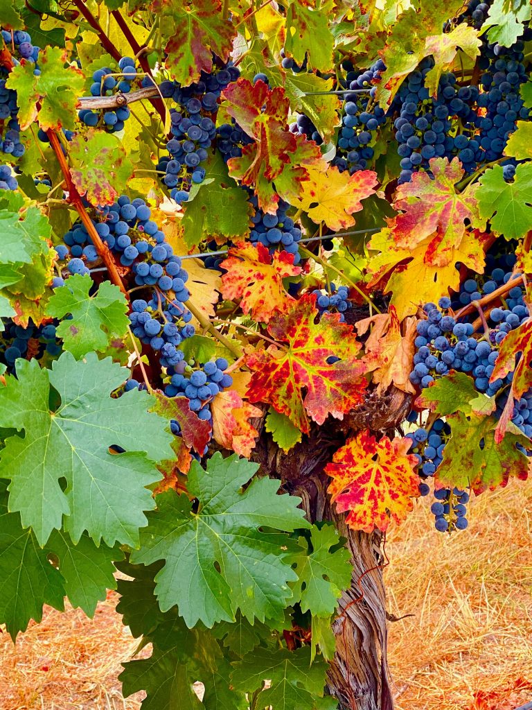 Fall color in the vineyard