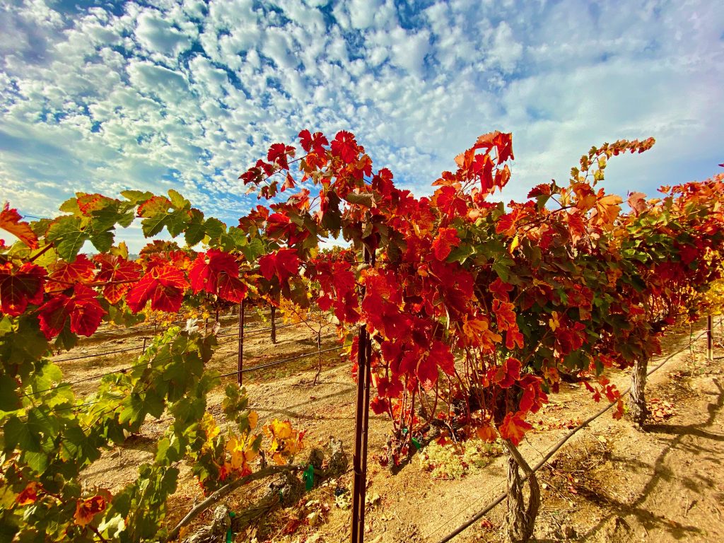 Fall in the vineyard