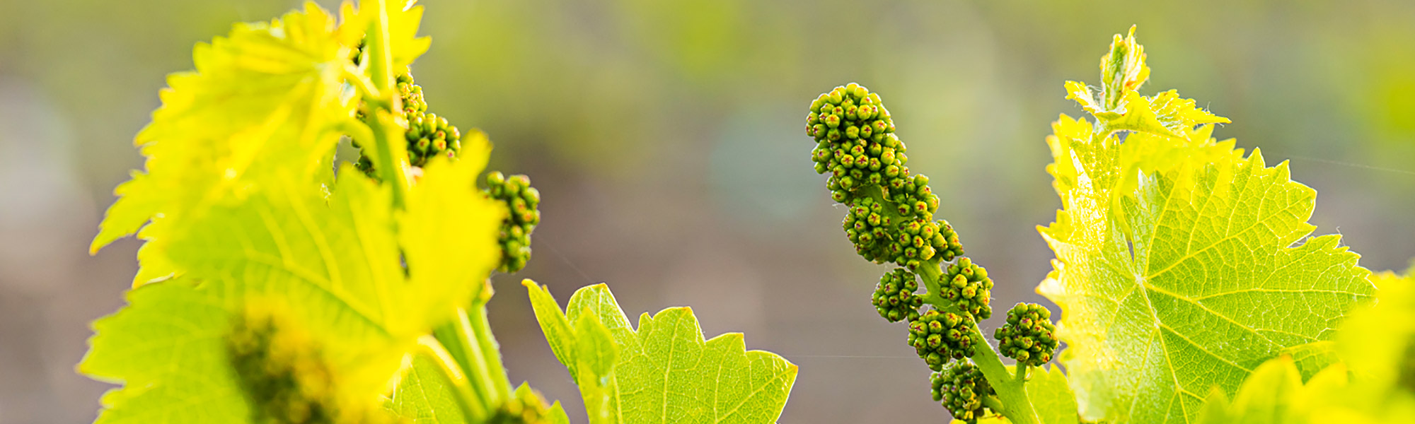 Bud Break at Cass Vineyard and Winery – 2013