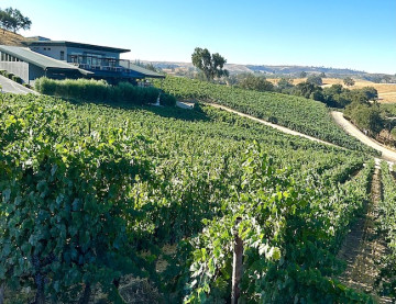 Bovino Vineyards