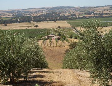 Olive Oil Tasting